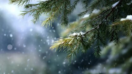 Poster - A calm winter scene: snow slowly falling on pine branches. Creates a cozy and peaceful atmosphere.