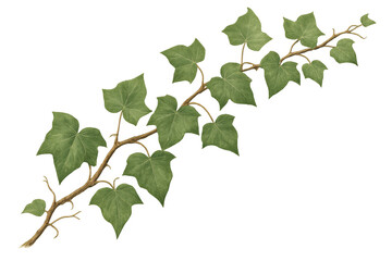 Fototapete - Realistic ivy branch with vibrant green leaves, isolated on transparent background, enhancing botanical and graphic design projects