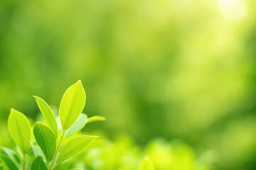 Poster - Vibrant close-up of lush green foliage with a blurred park setting and sunlight, ideal for fresh texture backgrounds