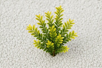 Poster - Delicate miniature gold rembosa plant displayed on a white stone surface with a natural backdrop and selective focus