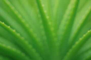 Poster - Soft green backdrop featuring gently blurred aloe vera foliage