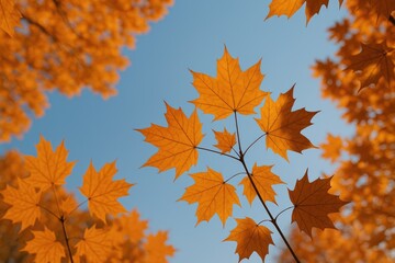 Poster - Looking Up at Autumn Leaves and the Sky from Below