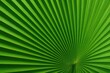 © Holo Frame - Detailed close-up of a palm leaf in artwork style
