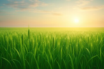 Poster - Lush green wheat landscape illuminated by dawn light