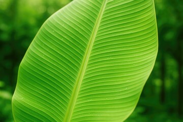 Poster - Detailed shot of a vibrant banana leaf in a garden setting with focused clarity