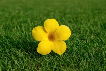 Poster - Detailed shot of a vibrant yellow oleander flower resting on the grass in a park setting