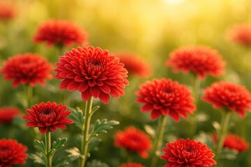 Poster - Morning sunlight illuminates vibrant red chrysanthemums in a garden setting