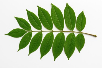 Poster - White background with lush green leaf foliage