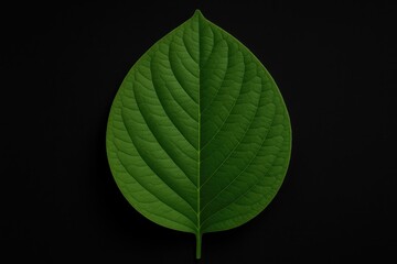 Poster - Magnificent green foliage on a stark black backdrop