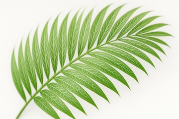 Poster - Palm tree's lush green leaf