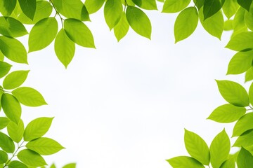 Poster - Isolated Fresh Green Leaves on White Background