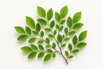 Poster - Tiny green foliage on a slender twig isolated against a white backdrop