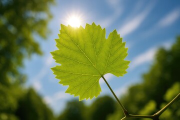 Poster - Sunlit green grape leaf showcasing natural beauty
