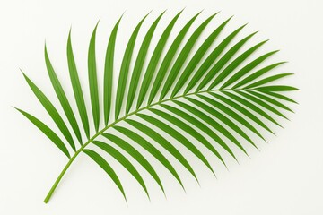 Poster - Isolated green palm leaf on a white backdrop