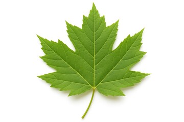 single green maple leaf on a white background