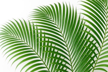 Poster - Lush tropical foliage with vibrant green palm fronds on a plain white backdrop