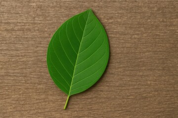 Poster - Leaf resting on the earth's surface