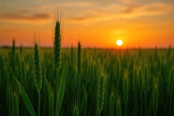 Leinwandbilder - Sunset scene with lush green wheat ears and immature harvests. Farming and crop growth.