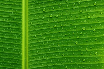 Aufkleber - Fresh green banana leaf with dewdrops
