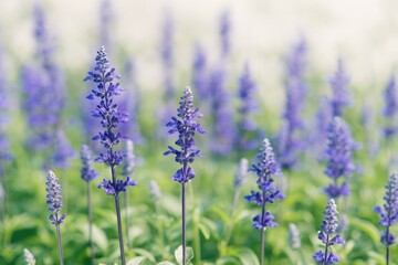 Poster - Vivid Blue Salvia Blossom