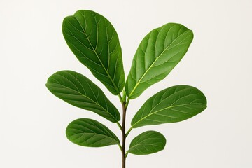 Wall Mural - leaves of ficus lyrata displayed against a plain white backdrop