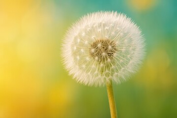 Poster - Detailed view of a dandelion against vibrant backdrop