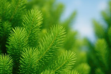 Wall Mural - vibrant summer scene with lush green pine foliage as the backdrop