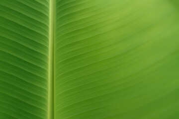 Wall Mural - background featuring a gently blurred banana leaf
