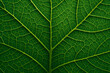 © Olha - Macro of green leaf structure with high contrast veins and chlorophyll patterns under strong light