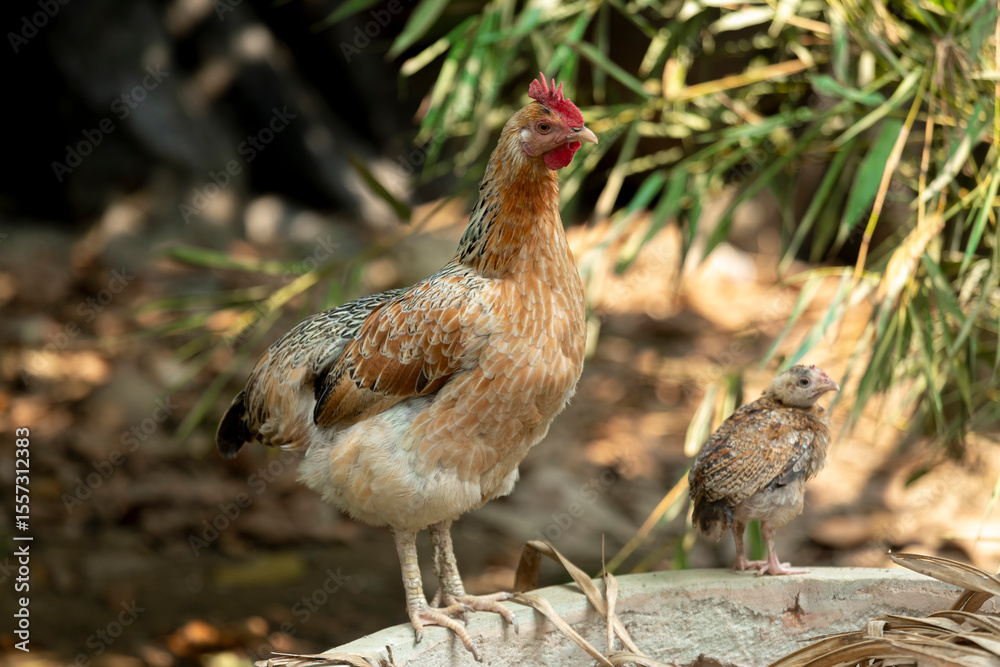 Hen and chick standing together outdoors in natural sunlight. Hen and Chick Resting on a Stone Wall in a Garden Setting.