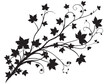 © shahzad - ivy vine silhouette vector, elegant black floral decorative border or corner design, isolated on white background vector