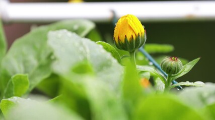 Poster - A bright yellow flower blooms on a green plant stem