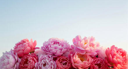 Poster - Close-up of pink and light pink peony blossoms against a light blue background, showcasing a delicate and elegant floral arrangement, ideal for greeting card or website banner
