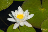 Wasserlilie Lotusblume weiß 