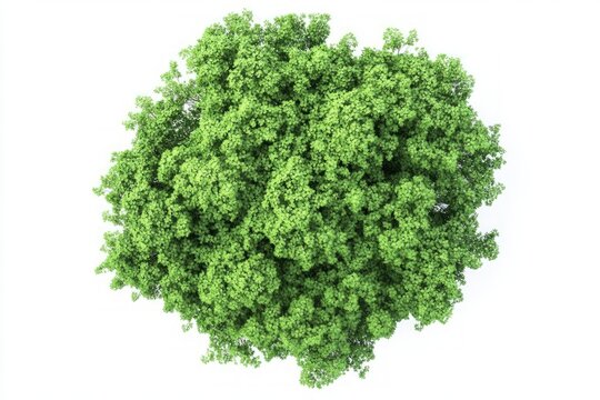 Overhead View of a Lush Green Tree Against a White Background