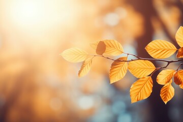 Poster - Autumn leaves glowing in sunlight on a branch, creating a warm and inviting fall scene