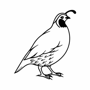 Vector illustration of Cute cartoon California quail bird standing black and white drawing For children to learn to color according to the picture.