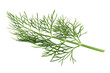 © rezia - delicate sprig of dill on a pristine isolated on white background PNG, AI GENERATED