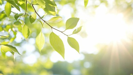 Poster - Sun-Kissed Leaves: Vibrant green leaves bask in the warm glow of sunlight, a picturesque scene of tranquility. 