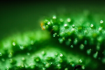 Wall Mural - A closeup view of glistening dew drops on a lush green leaf, showcasing natures beauty, Cannabis sativa, trichoma