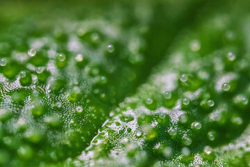 Wall Mural - A closeup view of glistening dew drops on a lush green leaf, showcasing natures beauty, Cannabis sativa, trichoma