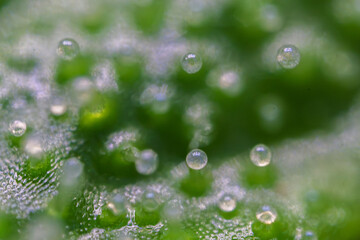 Wall Mural - A closeup view of glistening dew drops on a lush green leaf, showcasing natures beauty, Cannabis sativa, trichoma