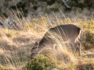 Wall Mural - Deer grazing grass behind illuminated tall grass. Warm sun light in the background. Selective focus.
