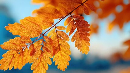 Poster - Golden Autumn Leaves: Vibrant Close-Up of Autumnal Foliage Against a Blue Sky