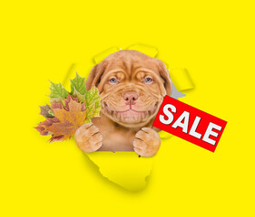 Poster - Happy Mastiff puppy holds dry leaves and shows signboard with labeled 