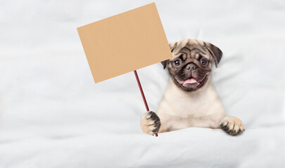 Poster - Cute Pug puppy lying on a bed at home and shows blank placard. Top down view. Empty space for text