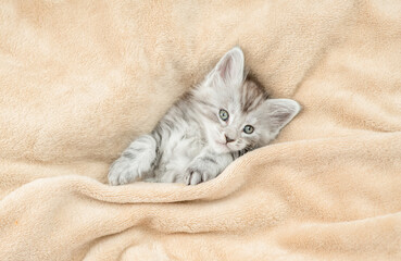 Poster - Cozy Maine coon kitten lying under warm blanket on a bed at home. Top down view