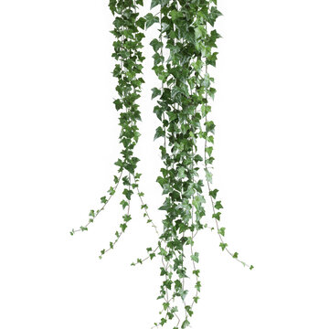 Green ivy plant vines hanging isolated on transparent background