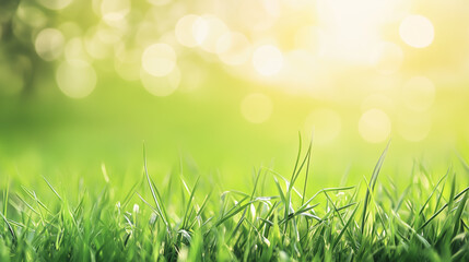 Wall Mural - a fresh spring sunny garden background of green grass and blurred foliage bokeh.