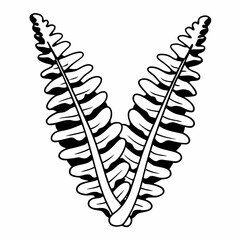 Poster - Artistic black and white illustration of two fern fronds facing each other with transparency for versatile design applications